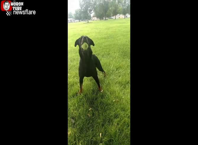 Video :Rex the Rottweiler, who suffered severe mistreatment, regains his zest for life (Nebraska)